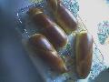 hot-dog kifli